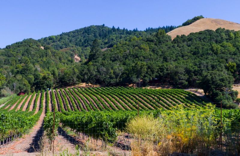 Local Water Removal Service in Santa Rosa, CA